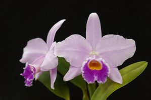 Cattleya Caitlin Joan Pink Pet AM/AOS 80 pts.